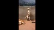 رقص  عجیب سگ :)