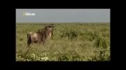 Wildebeest Baby Saved by the Lioness