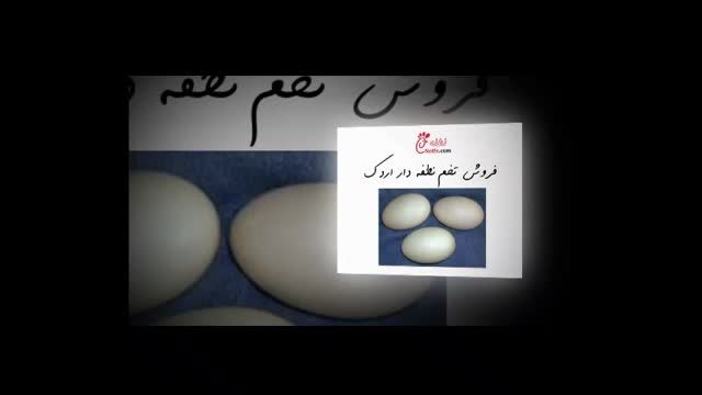 تخم نطفه دار - دستگاه جوجه کشی