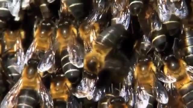 مستند زنبور وحشی