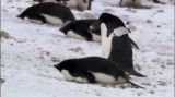 پنگوئن بزهکار