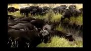 شیری که توسط گاوهای افریقایی کشته می شود