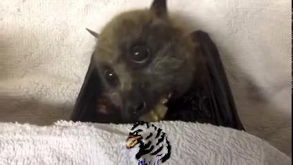 غذا خوردن خفاش از نزدیک