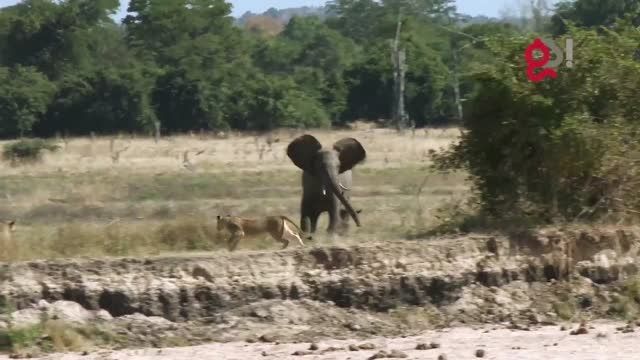 حمله شیرها به فیل [جدید]