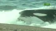 نهنگ قاتل، مستند Nature Perfect Predators