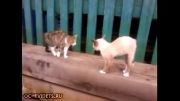 دو گربه اماده برای مبارزه !!