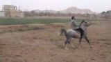 سواری اسب کرد زلزله-اسب کردپرخون فروشی در زرین شهر
