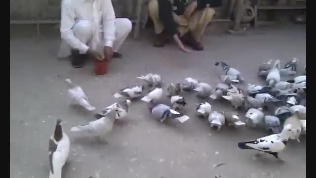 کبوتر های افغانستان