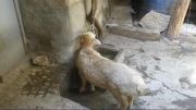آب خوردن گوسفندان بصورت بهداشتی از شیر آب در اسفیدان