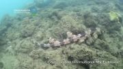 New species of -walking- shark found in Indonesia - Conserva