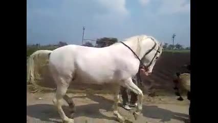 رقص توسط اسب