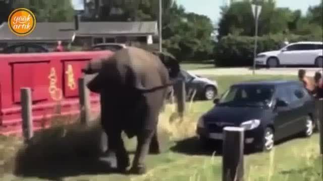 حمله فیل عصبانى