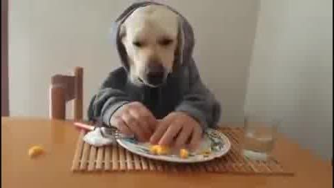 غذا خوردن سگ با چنگال!!!! جالب و طنز :)