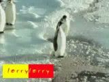 زیرپا گرفتن پنگوئن