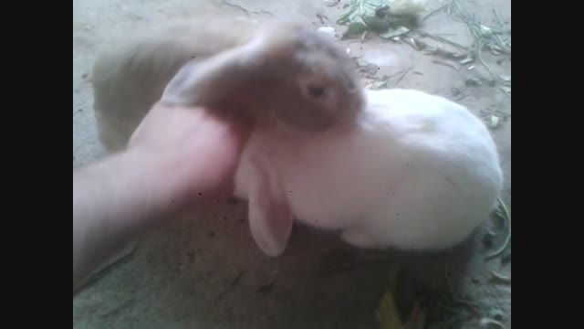 جفت گیری خرگوش :-))عشق و حال