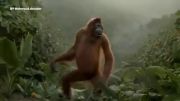 رقص میمون