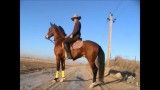 اسب عرب خالص