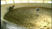 آموزش اسب - رام کردن اسب