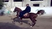 اسب عرب سوریه