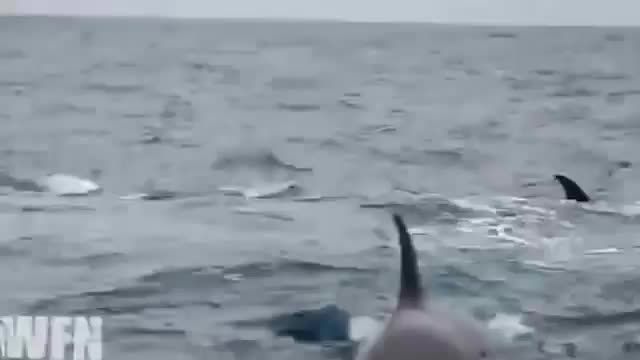 حمله نهنگ ای قاتل به وال آبی
