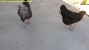 فریب دادن مرغ ها با لیزر