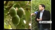 میوه ای که از استرالیا به ایران آمد