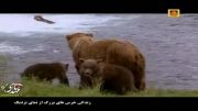 مستند: زندگی خرس های بزرگ از نمای نزدیک (قسمت دوم)