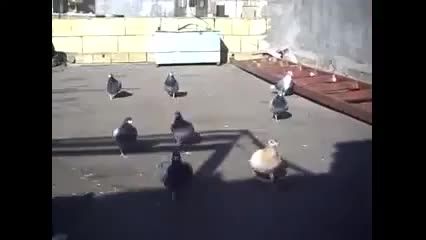 کبوتران پلاکی اردبیل