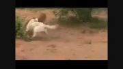 پلنگ vs بچه شیر