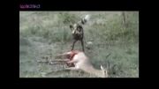 زنده زنده خوردن غزال توسط سگ آفریقایی