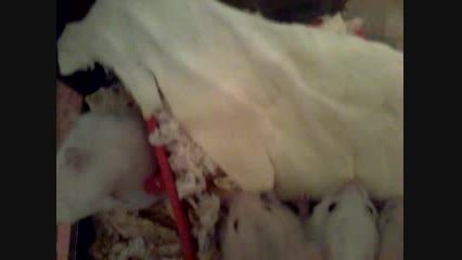 بچه همستر های من