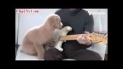گیتار نوازی زیبای سگ