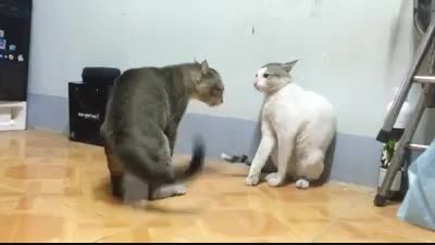 دعوای بسیار خنده دار گربه ها