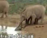 نجات بچه فیل