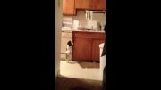 رقصیدن پنهانی سگ در آشپزخانه!!!!