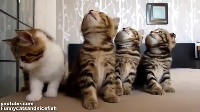 حرکات خنده دار گربه ها - پورتال امروز آنلاین