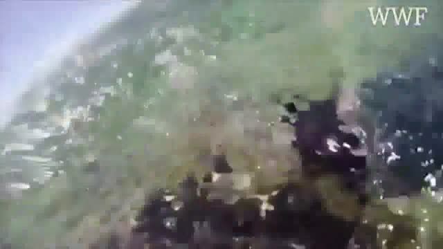 زیر دریا را از نگاه یک لاک پشت