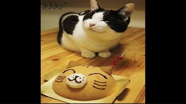 کیک تولد گربه خندون