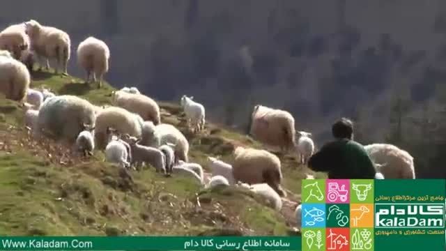 کلیپی زیبا از گوسفند داران جوان Europe ...