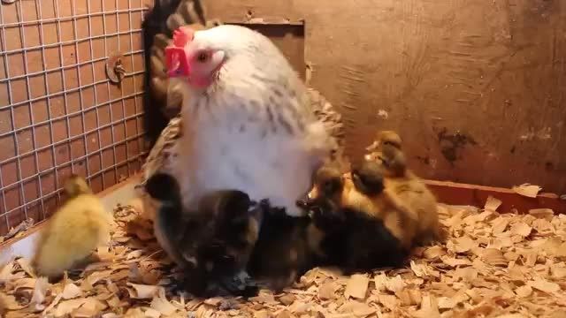 نگهداری جوجه اردک ها توسط مرغ مادر