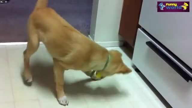 ترس سگها از لیمو!!!(لطفا تا آخر ببینیدش)