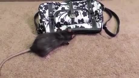 موش باهوش