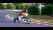 دوچرخ سواری سگ