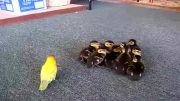 Lovebird و بازی با بچه اردک ها