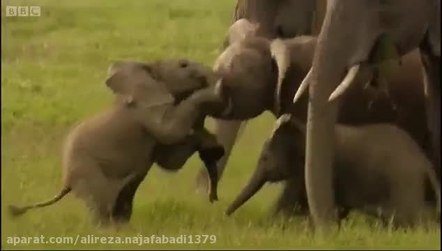 دعوای دیدنی بچه فیل های بامزه D: