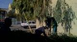 قطع درختان استان قم توسط شهرداری