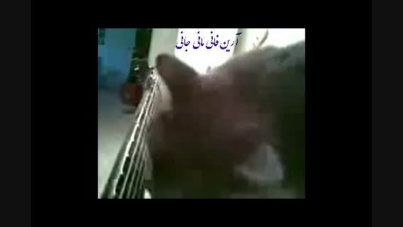 رابطه گیتار با گربه