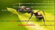 داستان علم امام علی به تعداد مورچه ها و جنسیت آنها