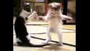 رقص گربه را بین و حکیم شو
