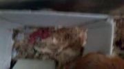 بچه همسترهای جدید من